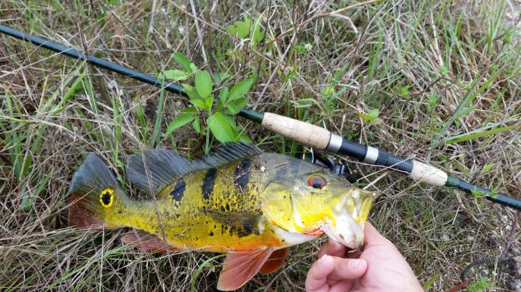 Golden Gate Peacok Bass