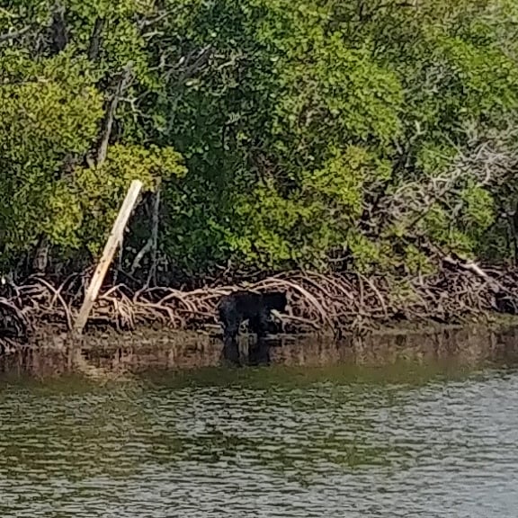 Bear